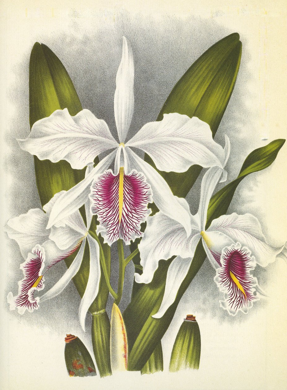 Botanikai tábla/Cattleya maxima var. Virginis/Lindenia alkotó: Unbekannt