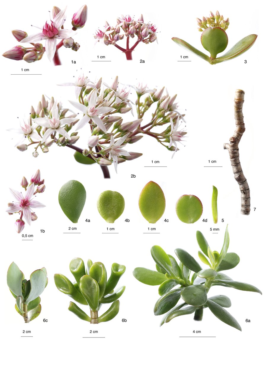 Botanikai tábla/Crassula ovata alkotó: Unbekannt
