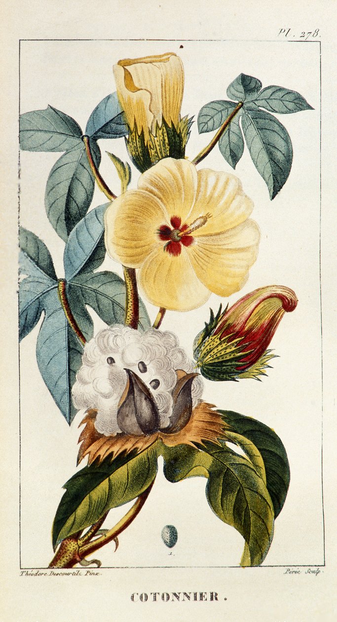 Botanikai tábla/Gossypium sp/Pamut alkotó: Unbekannt