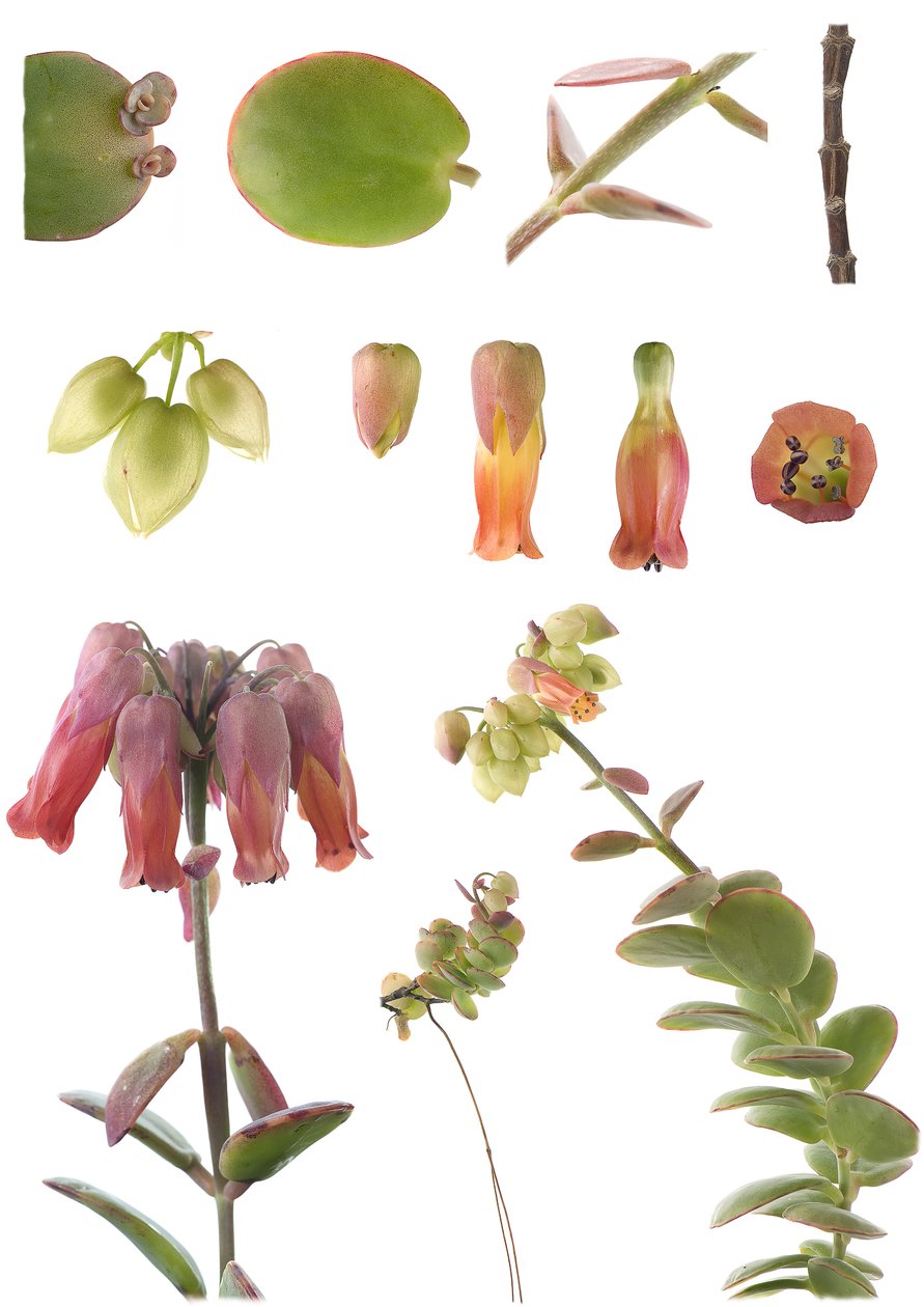 Botanikai tábla/Kalanchoe marnieriana alkotó: Unbekannt