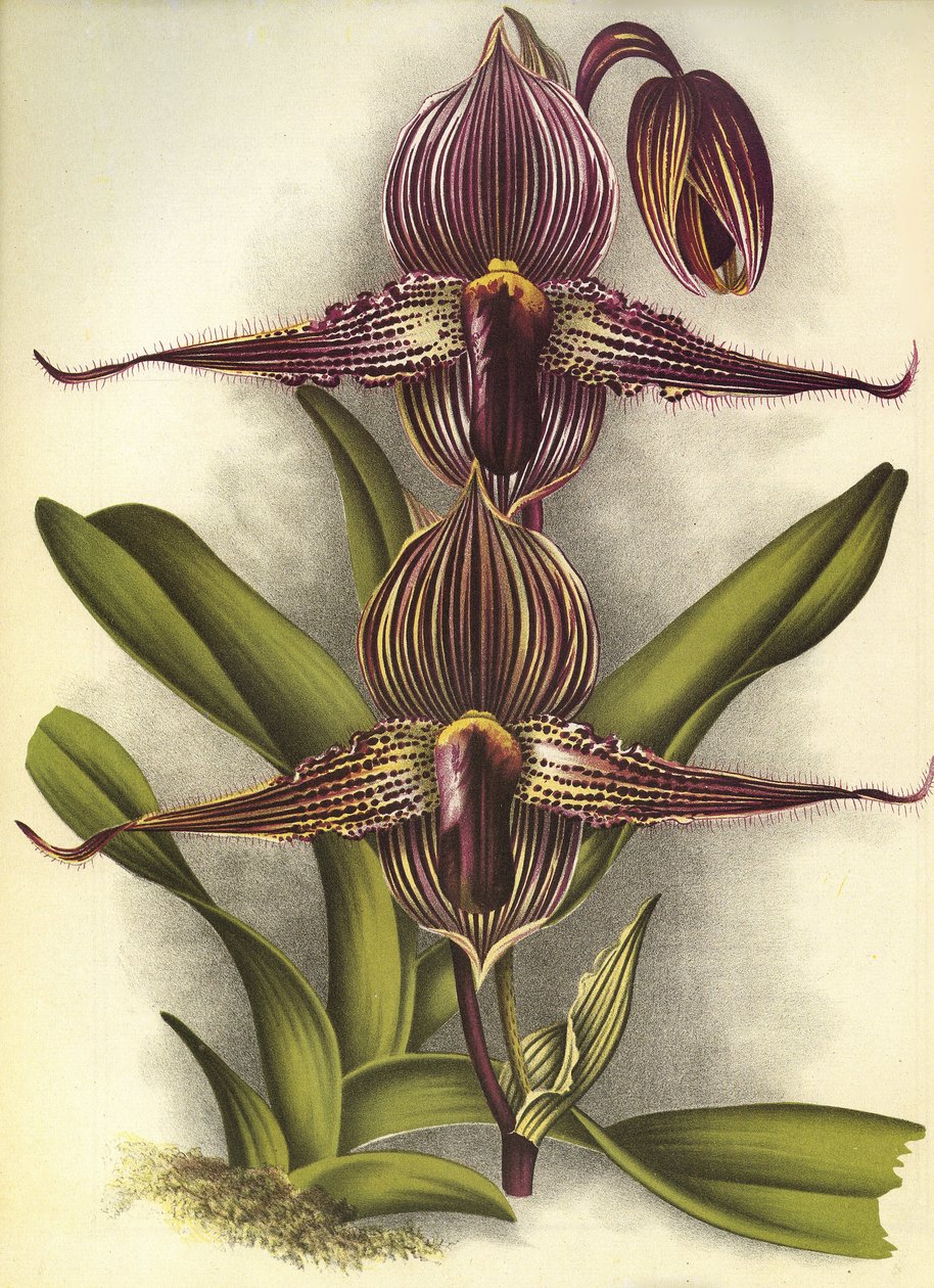 Botanikai tábla/Paphiopedilum rothschildianum/Lindenia alkotó: Unbekannt