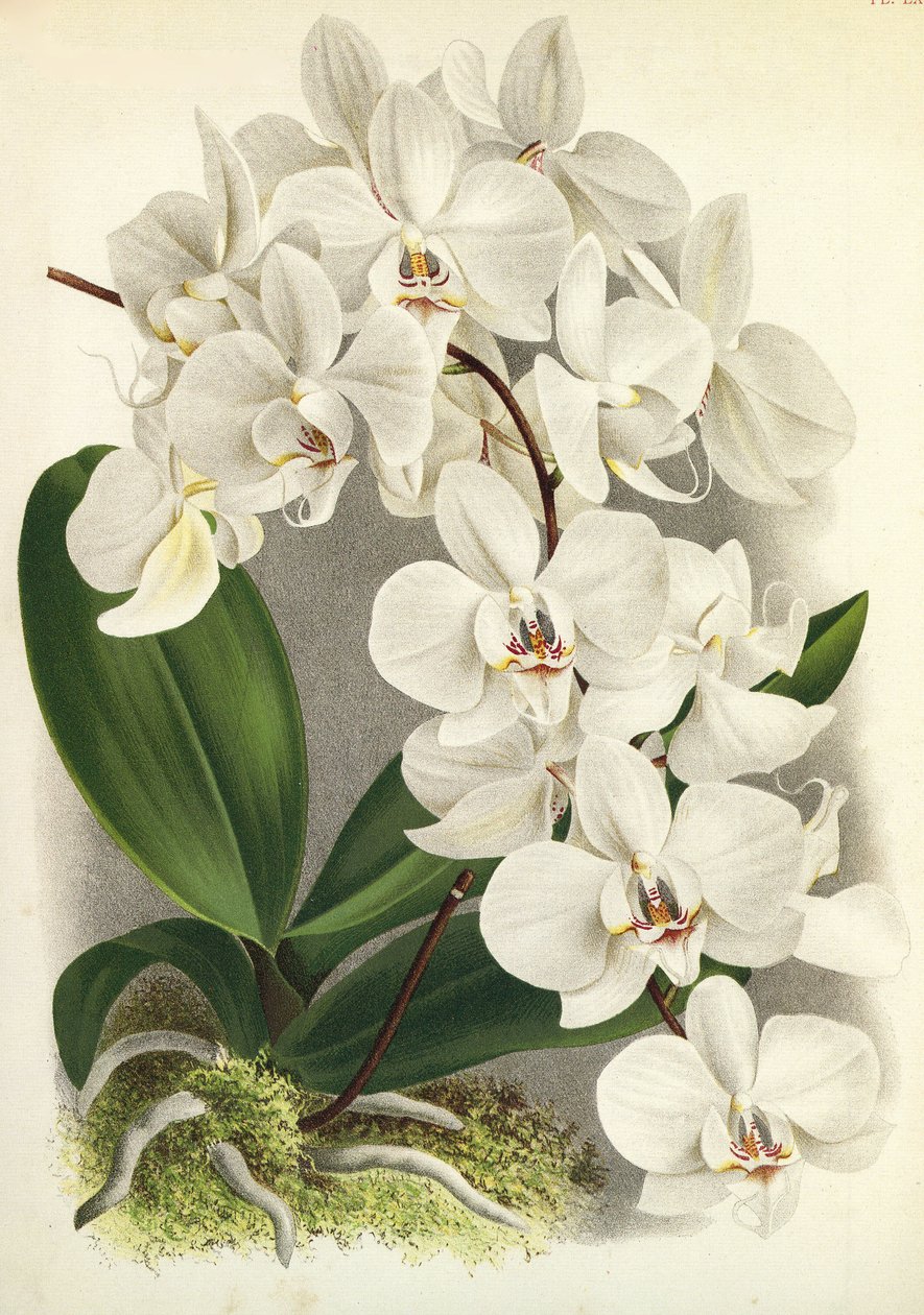 Botanikai tábla/Phalaenopsis amabilis/Phalaenopsis gigantea/Lindenia alkotó: Unbekannt