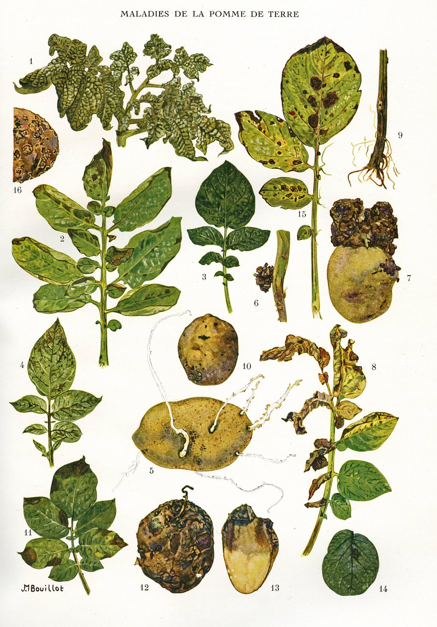 Botanikai tábla / Burgonyabetegségek / Solanum tuberosum alkotó: Unbekannt