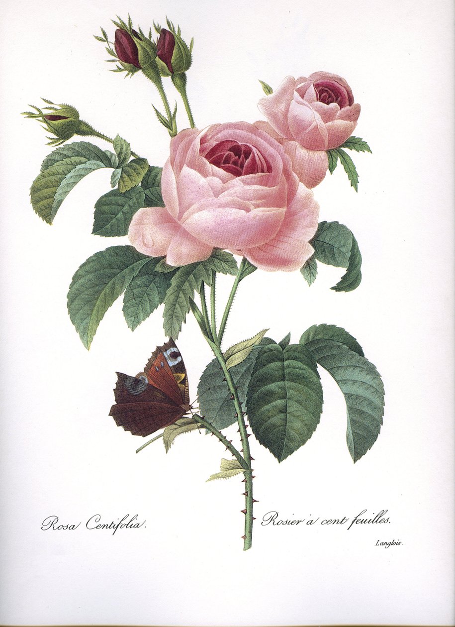 Botanikai tábla/Rosa centifolia/Rózsaszín száz levél/Redoubt alkotó: Unbekannt