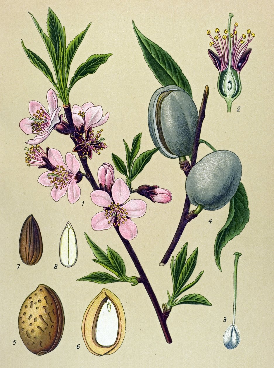 Botanikai tábla. Amygdalin (Mandula): Közönséges mandula (Amygdalus communis) alkotó: Unbekannter Künstler