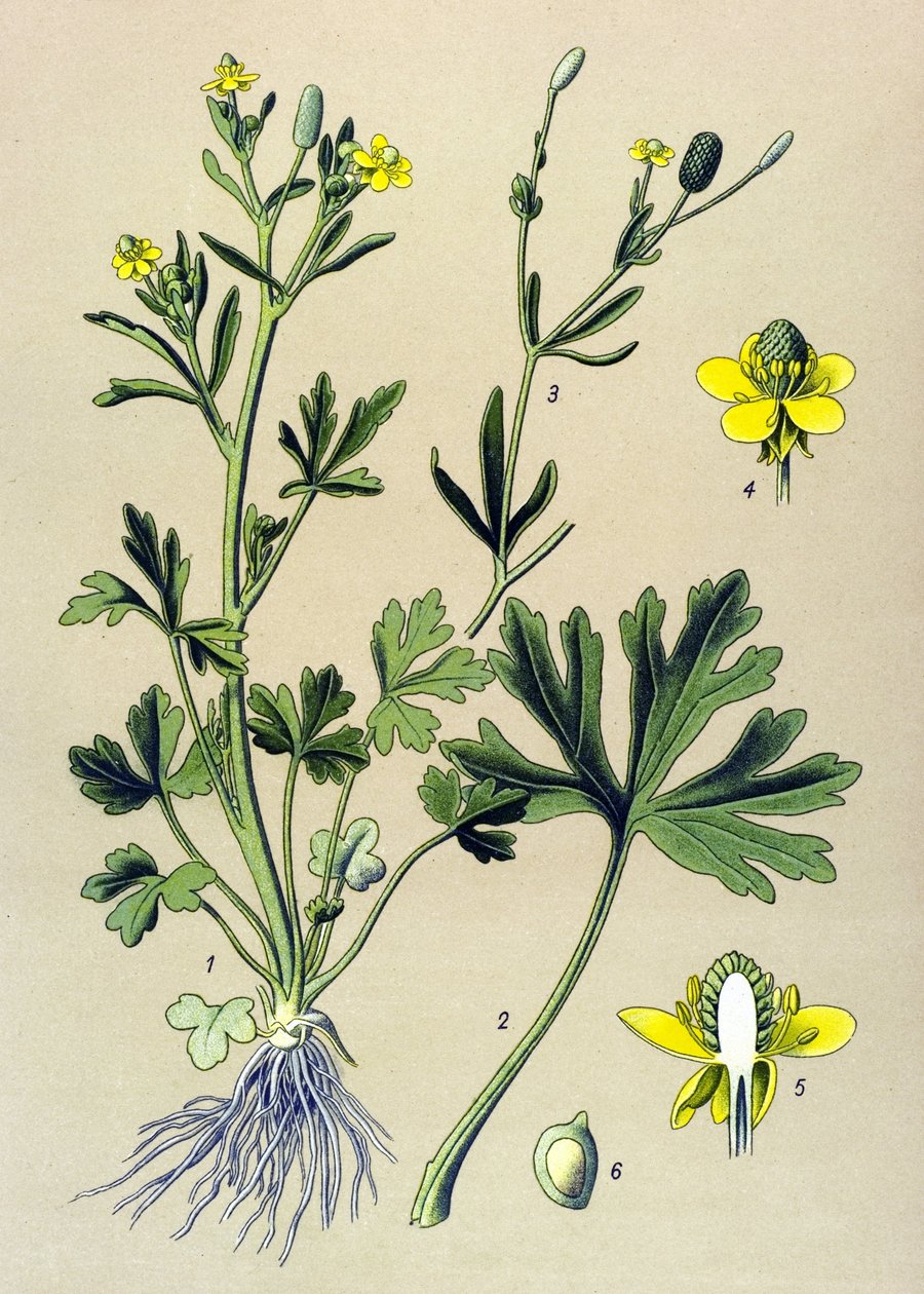 Botanikai tábla. Venenos (mérgező): Boglárka vagy zellerlevél boglárka (Ranunculus sceleratus) alkotó: Unbekannter Künstler