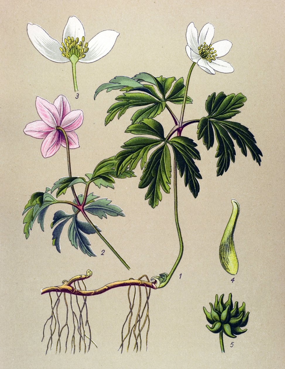 Botanikai tábla. Venenos (mérgező) és gyógynövény: Anemone sylvie vagy Erdei kökörcsin (Anemone nemorosa) alkotó: Unbekannter Künstler