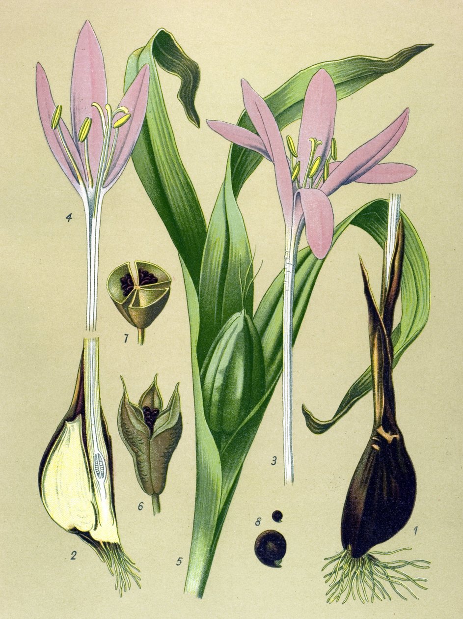 Botanikai tábla. Venenos (mérgező) és gyógynövény: őszi rózsa (Colchicum autumnale) alkotó: Unbekannter Künstler