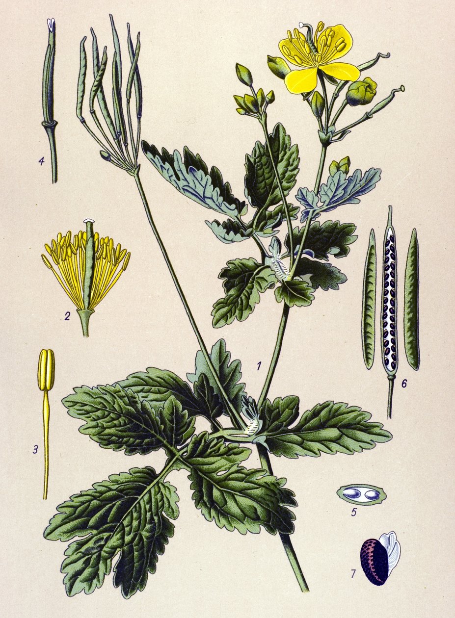 Botanikai tábla. Venenos (mérgező) és gyógynövény: Chelidoine vagy nagy chelidoine (Chelidonium majus) alkotó: Unbekannter Künstler