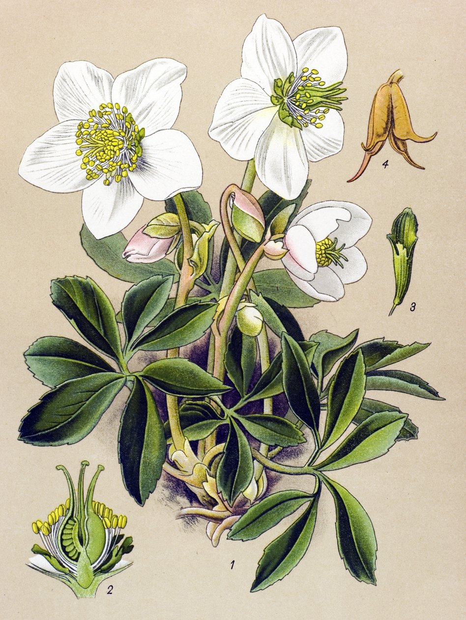 Botanikai tábla. Venenos (mérgező) és gyógynövény: karácsonyi rózsa (Helleborus niger) alkotó: Unbekannter Künstler