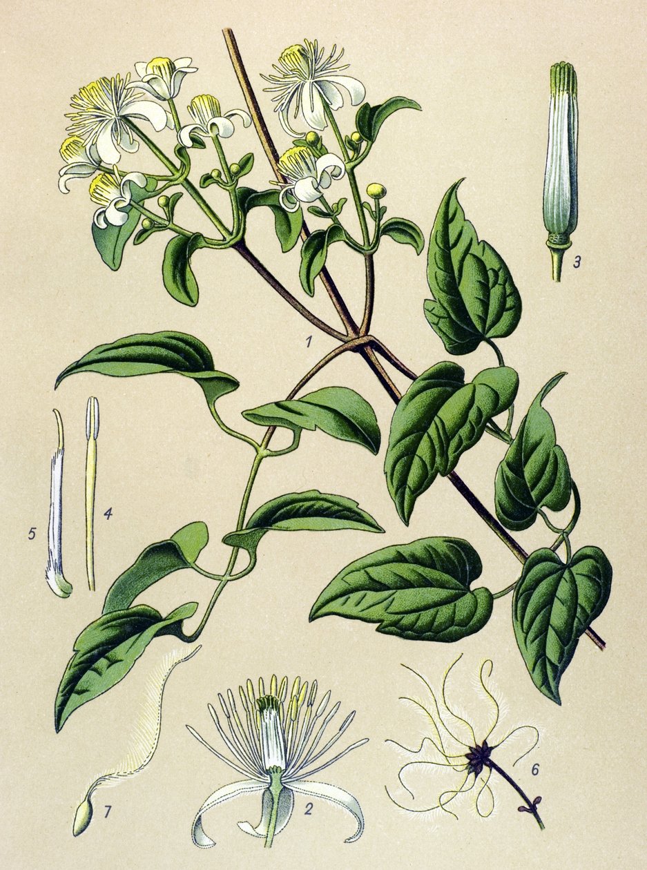 Botanikai tábla. Venenos (mérgező) és gyógynövény: Sövény klematitisz (Clematis vitalba) alkotó: Unbekannter Künstler