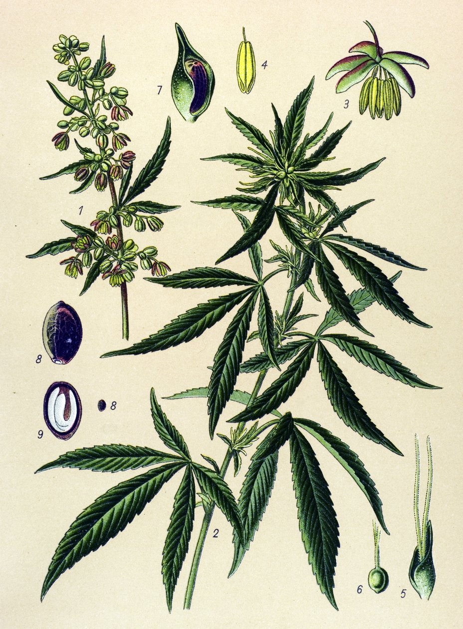 Botanikai tábla. Venenos (mérgező) és gyógynövény: Kender (Cannabis sativa) alkotó: Unbekannter Künstler