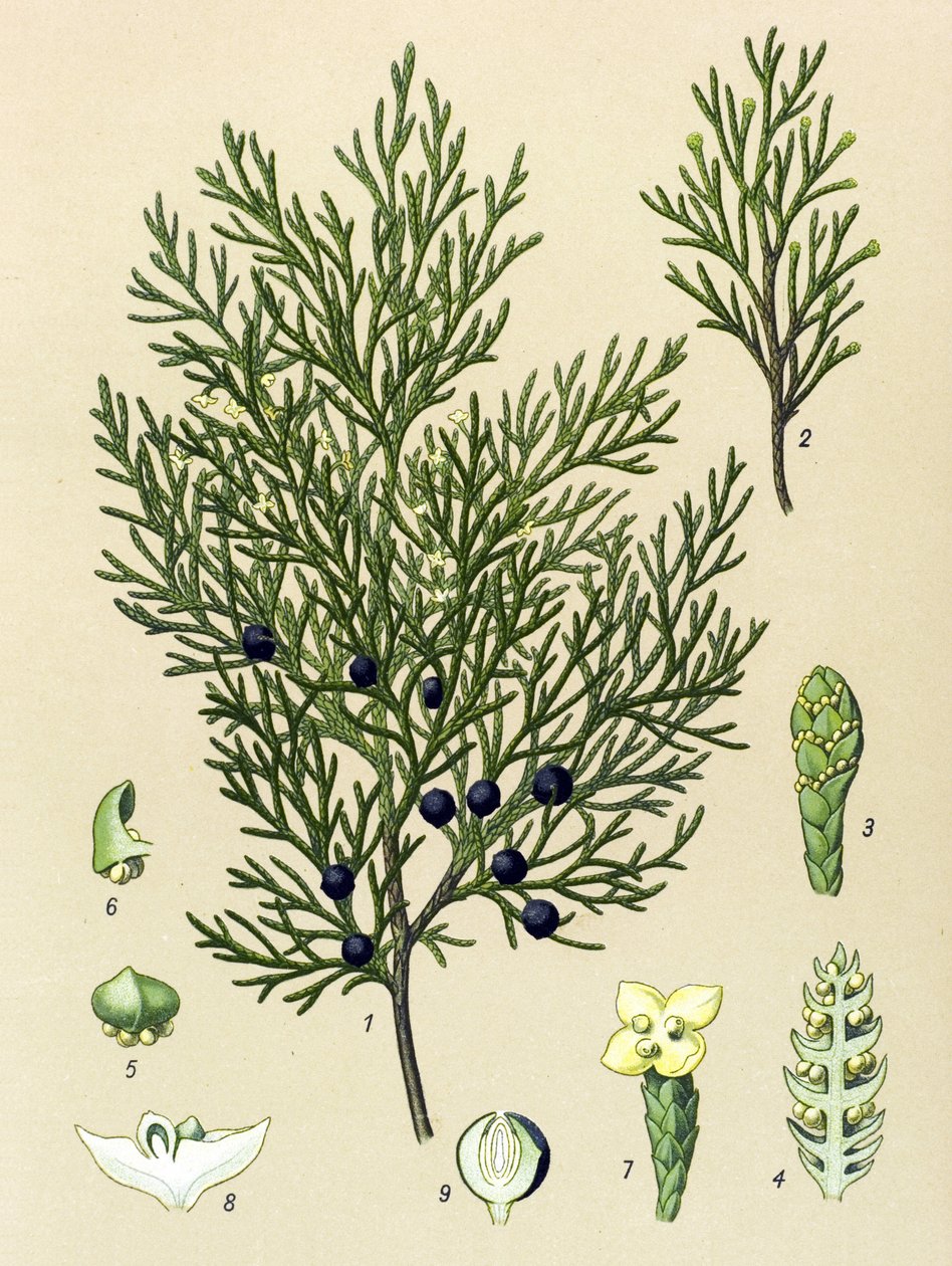 Botanikai tábla. Venenos (mérgező) és gyógynövény: Sabine boróka (Juniperus sabina) alkotó: Unbekannter Künstler