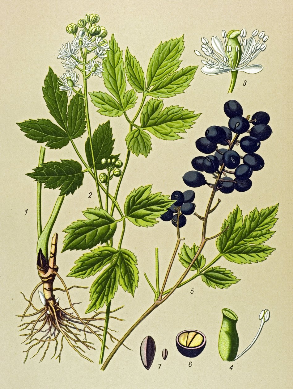 Botanikai tábla. Venenos (mérgező) és gyógynövény: Nyári Adonis (Adonis aestivalis) alkotó: Unbekannter Künstler