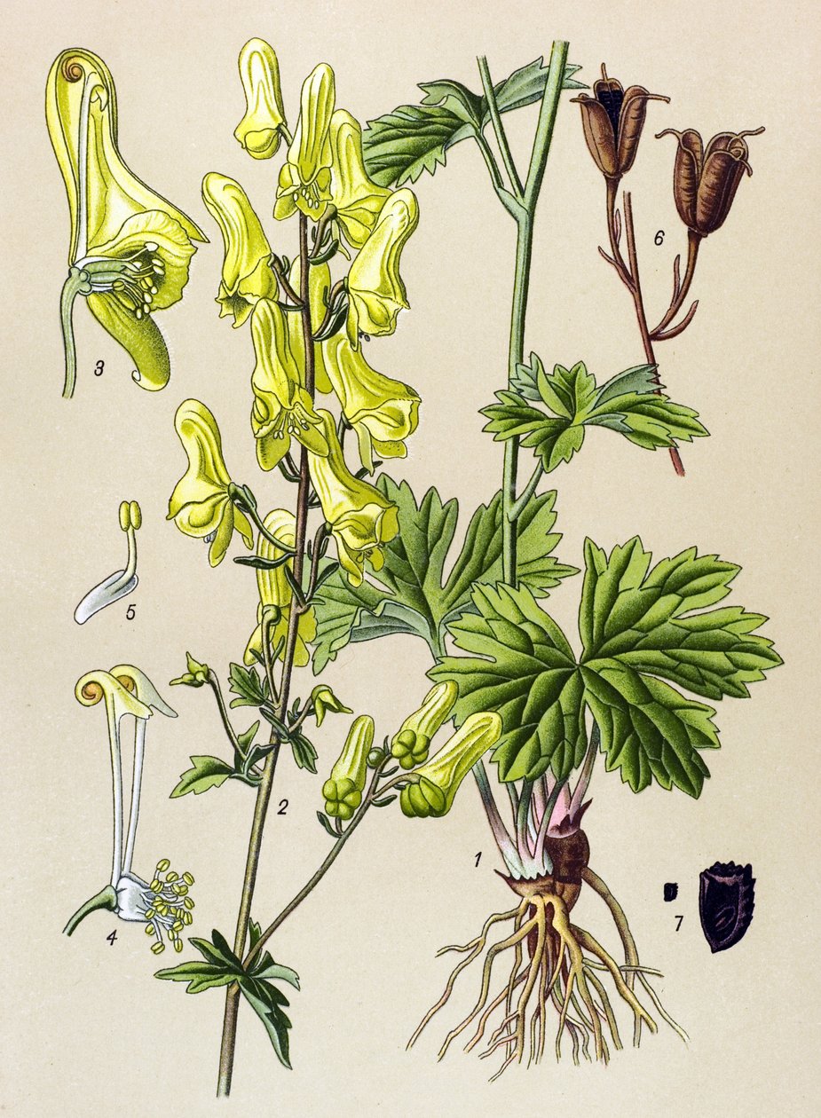 Botanikai tábla. Venenos (mérgező) és gyógynövény: Farkasölő vagy farkasölő (Aconitum lycoctonum) alkotó: Unbekannter Künstler
