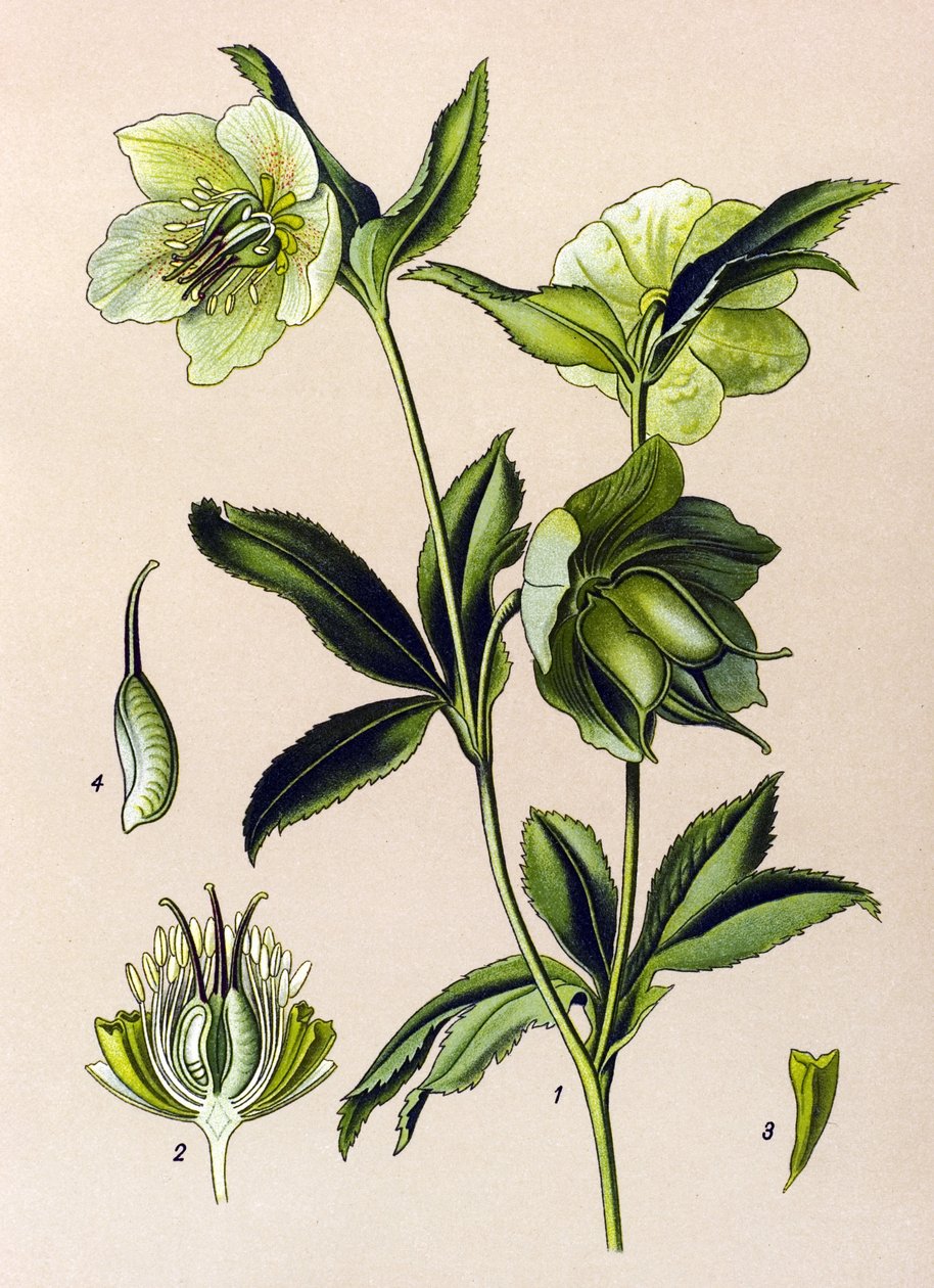 Botanikai tábla. Venenos (mérgező) és gyógynövény: zöld hunyor (Helleborus viridis) alkotó: Unbekannter Künstler
