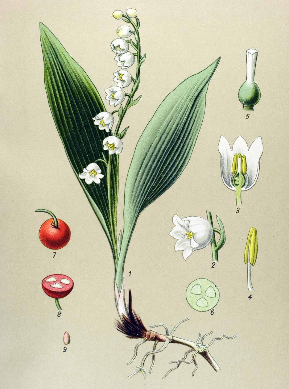Botanikai tábla. Venenos (mérgező) és gyógynövény: gyöngyvirág vagy gyöngyvirág (Convallaria majalis) alkotó: Unbekannter Künstler