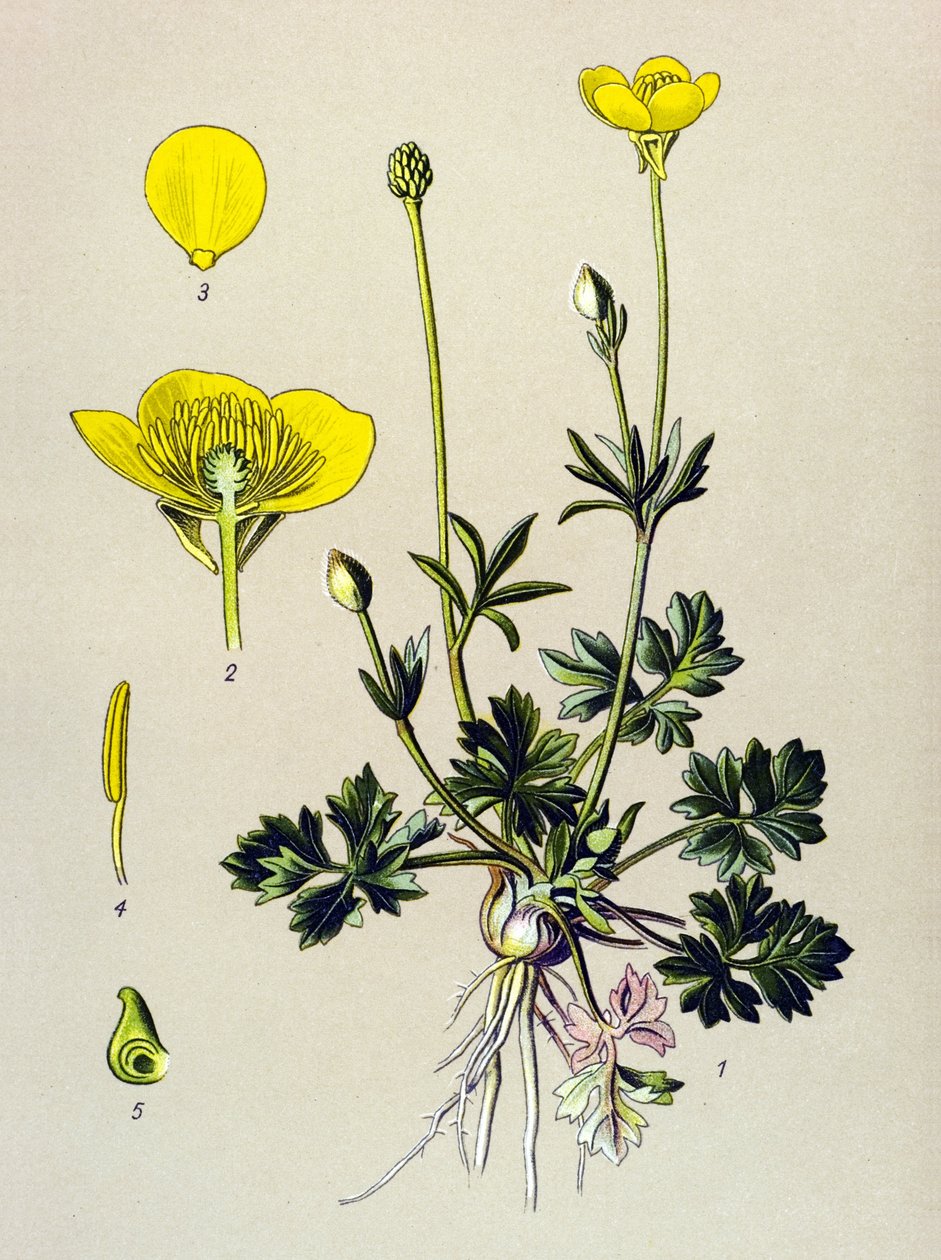 Botanikai tábla. Venenos növény (mérgező): hagymás boglárka vagy aranyrügy (Ranunculus bulbosus) alkotó: Unbekannter Künstler
