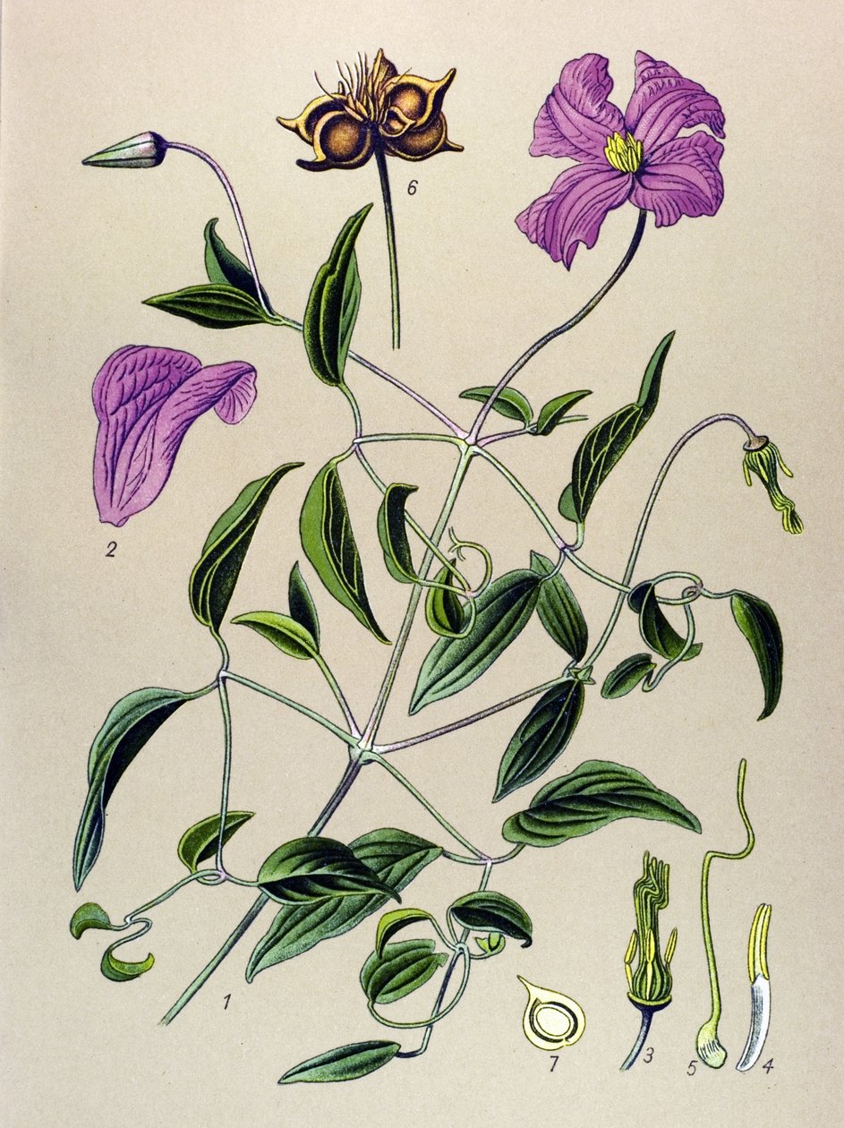 Botanikai tábla. Venenos növény (mérgező): Clematite hamis vagy hamis szőlő (Clematis viticella) alkotó: Unbekannter Künstler