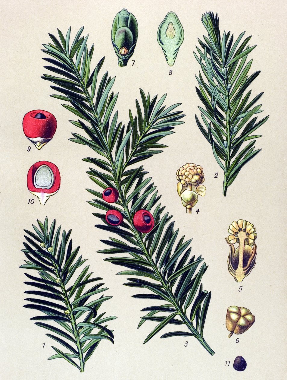 Botanikai tábla. Venenos növény (mérgező): Közönséges tiszafa (Taxus baccata) alkotó: Unbekannter Künstler
