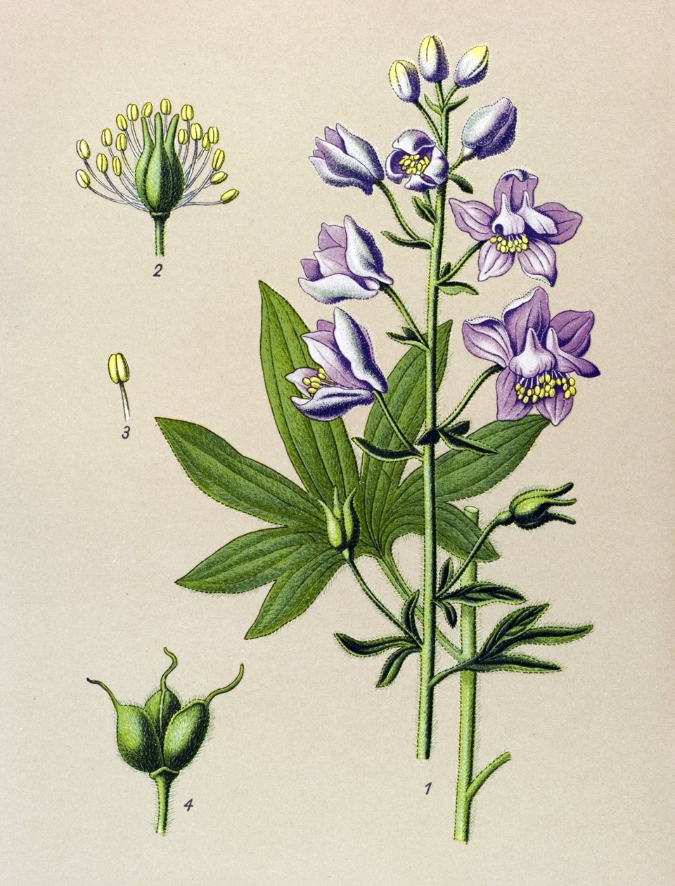 Botanikai tábla. Venenos növény (mérgező): Dolphinella staphysegar (Delphinium staphysagria) alkotó: Unbekannter Künstler