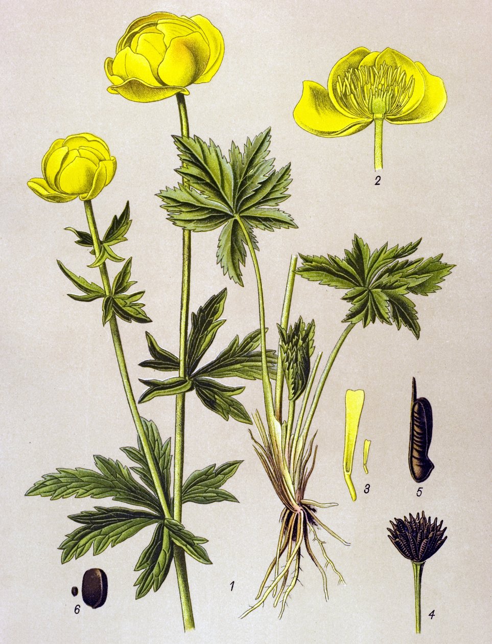 Botanikai tábla. Venenos növény (mérgező): európai troll (Trollius europaeus) alkotó: Unbekannter Künstler