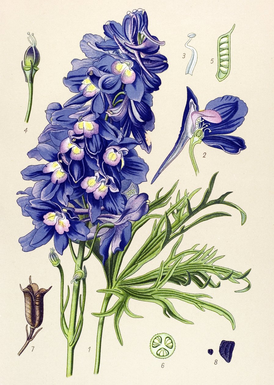 Botanikai tábla. Venenos növény (mérgező): delfin- vagy pacsirtaláb (Delphinium grandiflorum) alkotó: Unbekannter Künstler