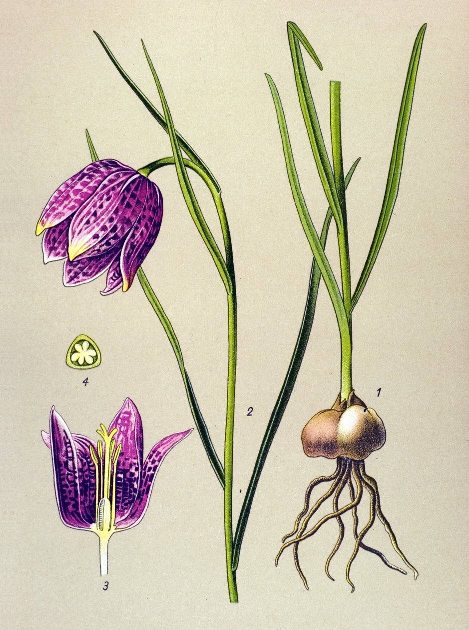 Botanikai tábla. Venenos növény (mérgező): gyöngytyúk vagy „gyöngytyúk” (Fritillaria meleagris) alkotó: Unbekannter Künstler