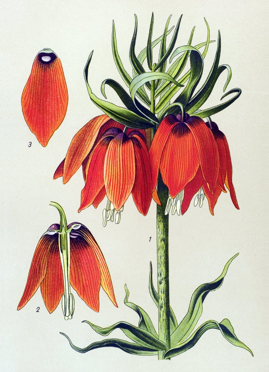 Botanikai tábla. Venenos növény (mérgező): imperiale fritillaria imperialis alkotó: Unbekannter Künstler