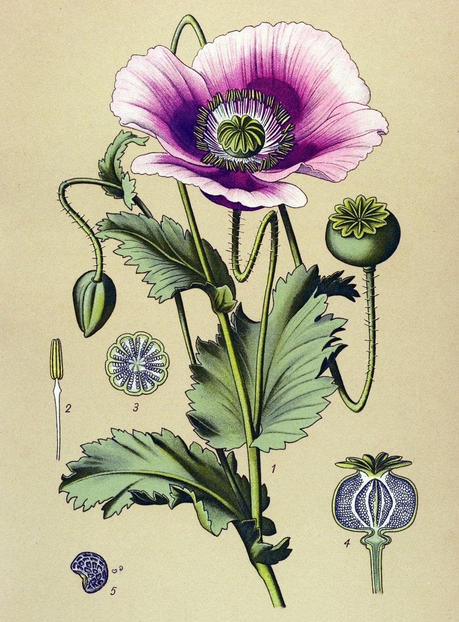 Botanikai tábla. Venezus (mérgező) és gyógynövény: alvó mák (Papaver somniferum) alkotó: Unbekannter Künstler