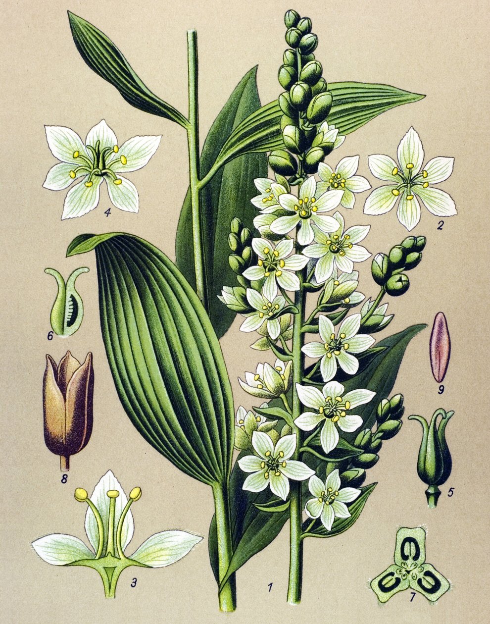Botanikai tábla. Venezus (mérgező) és gyógynövény: fehér veratre (Veratrum album) alkotó: Unbekannter Künstler