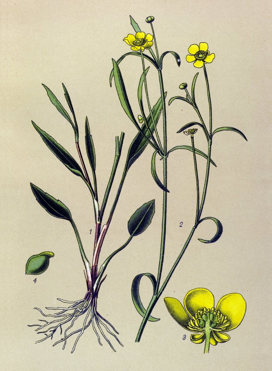 Botanikai tábla. Eredményes (mérgező) és gyógynövény: Lángboglárka, Kisárok vagy Kisláng (Ranunculus flammula) alkotó: Unbekannter Künstler
