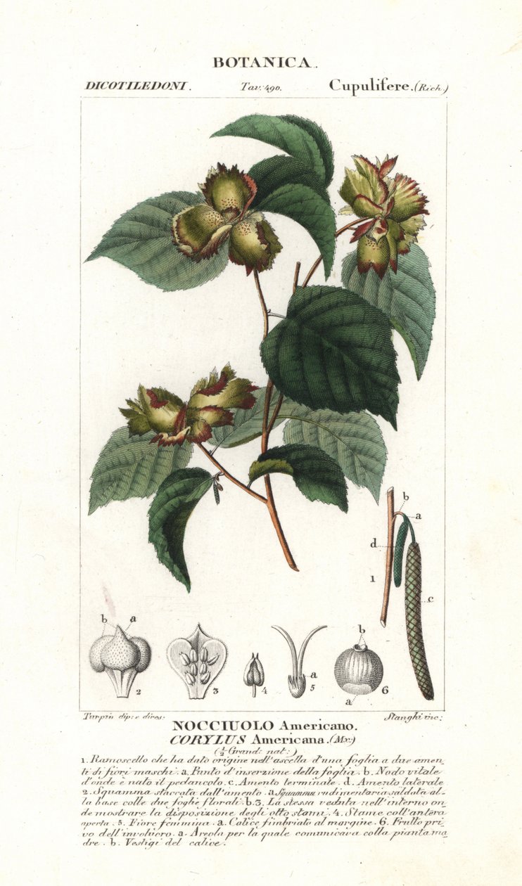 Botanikai tábla: mogyoró és mogyoró - Amerikai mogyoró, Corylus americana, Észak-Amerikában őshonos. Kézzel színezett rézmetszetű stipple-metszet Jussieu "Természettudományi szótár" című, 1837-es művéből. Stanghi metszete, rajzolta Pierre Jean-Francois T alkotó: Unbekannter Künstler