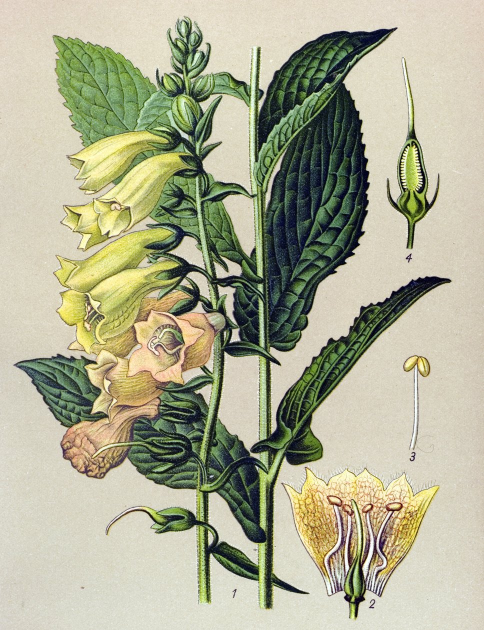 Botanikai tábla, növény: Nagyvirágú digitális (Digitalis grandiflora) alkotó: Unbekannter Künstler