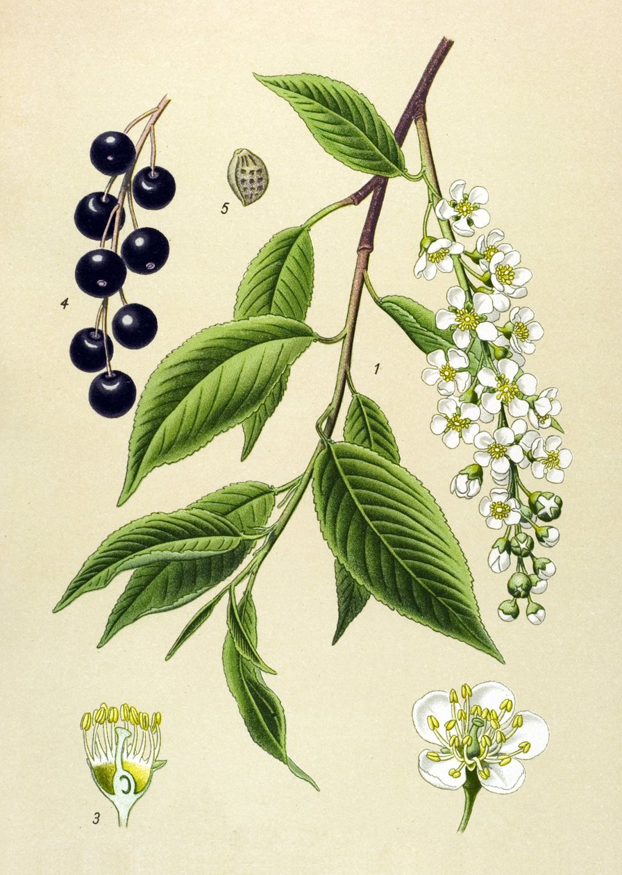 Botanikai tábla, növény: Cseresznyefa (Prunus padus) alkotó: Unbekannter Künstler