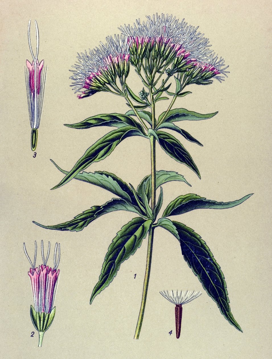 Botanikai tábla, növény: Kenderlevelű eupatorium (Eupatorium cannabinum) alkotó: Unbekannter Künstler