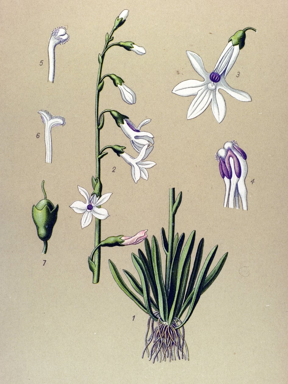 Botanikai tábla, növény: Lobelia (Lobelia dortmanna) alkotó: Unbekannter Künstler