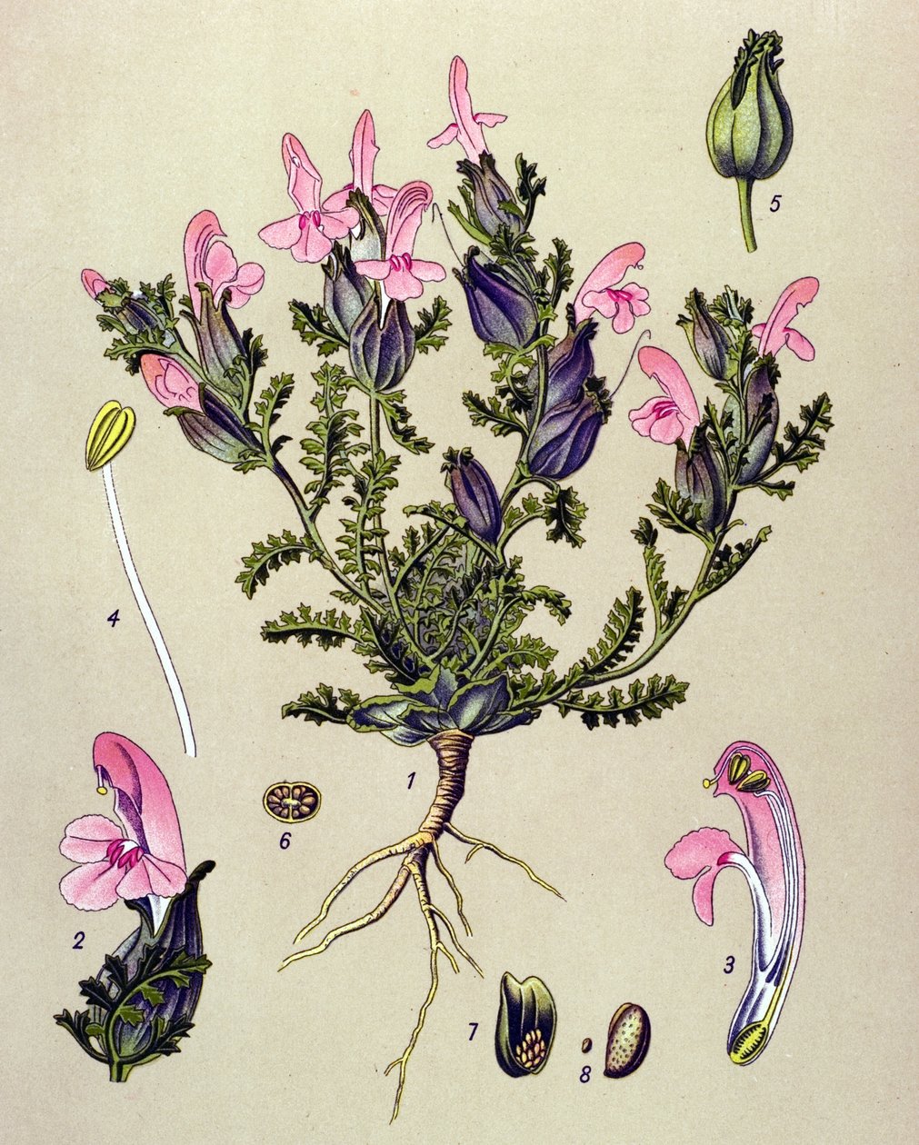 Botanikai tábla, növény: Pedicularis sylvatica alkotó: Unbekannter Künstler
