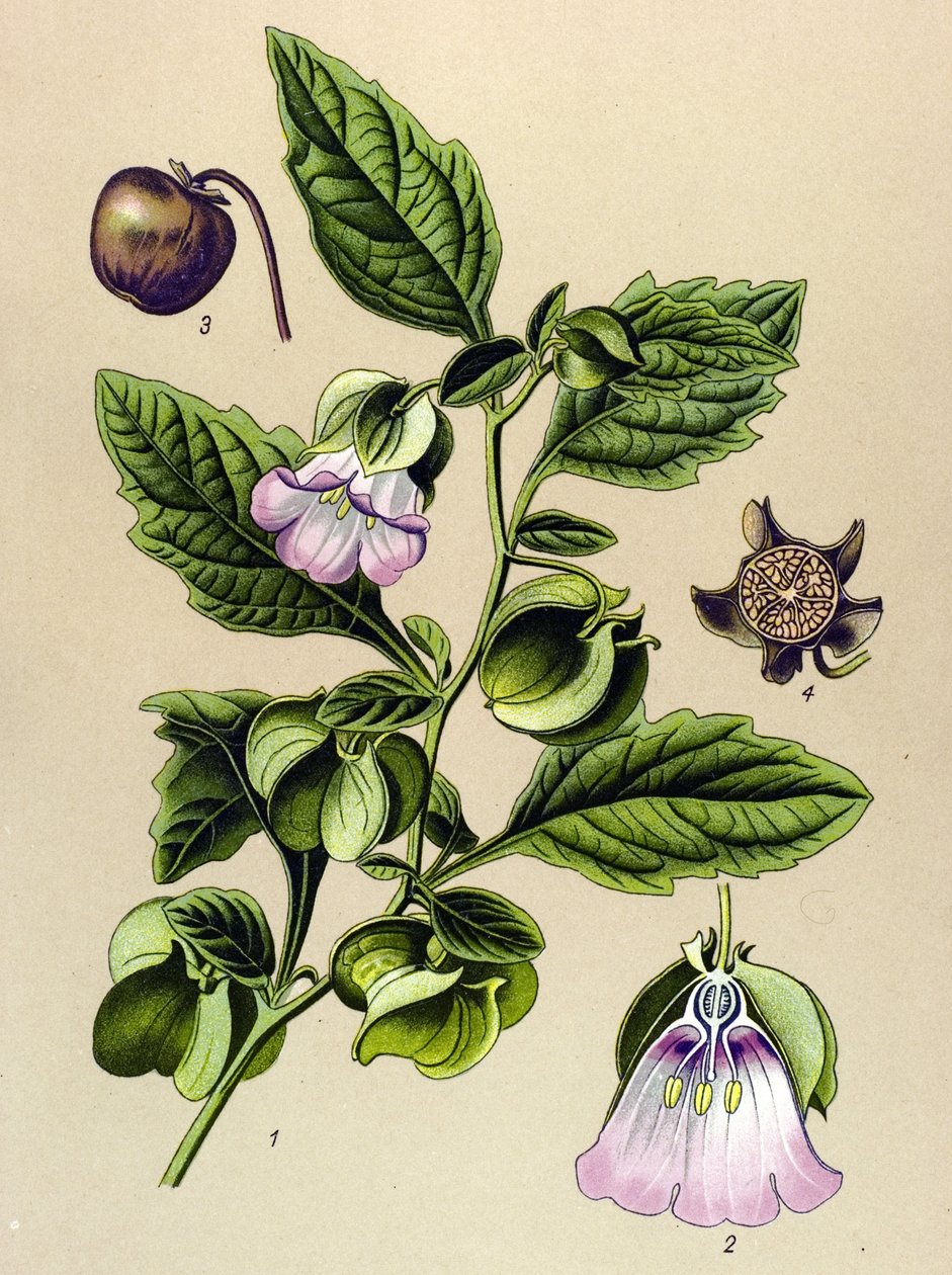Botanikai tábla, növény: Perou körte vagy Perou alma (Nicandra physaloides) alkotó: Unbekannter Künstler