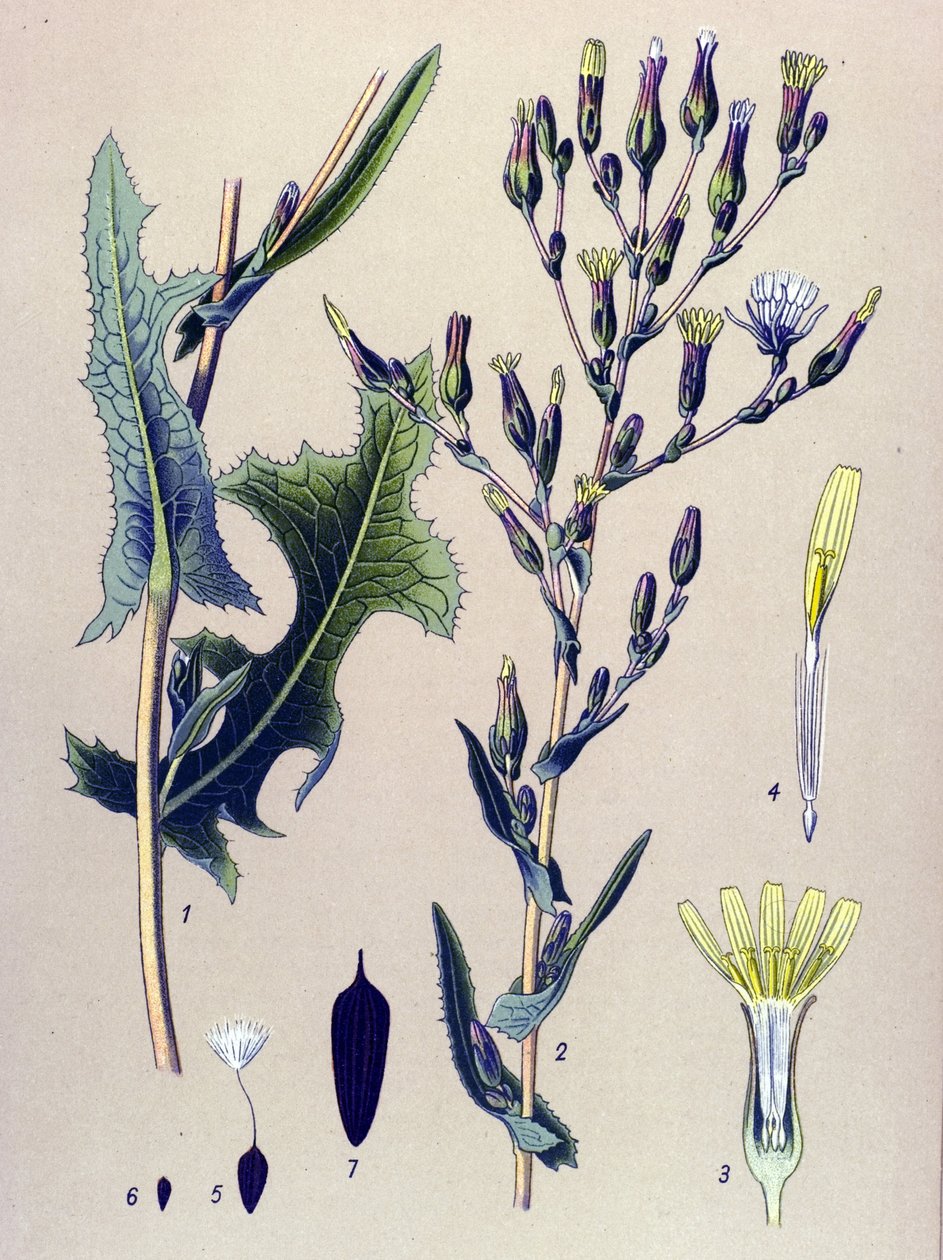 Botanikai tábla, növény: Scarole saláta vagy vadsaláta (Lactuca scariola, Lactuca serriola) alkotó: Unbekannter Künstler