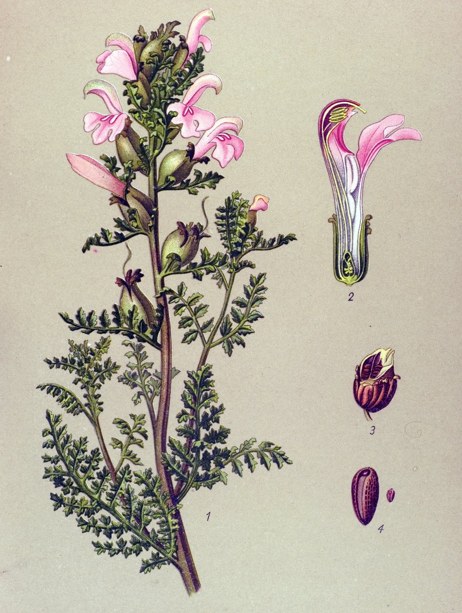Botanikai tábla, növény: Mocsári pedikuláris (Pedicularis palustris) alkotó: Unbekannter Künstler