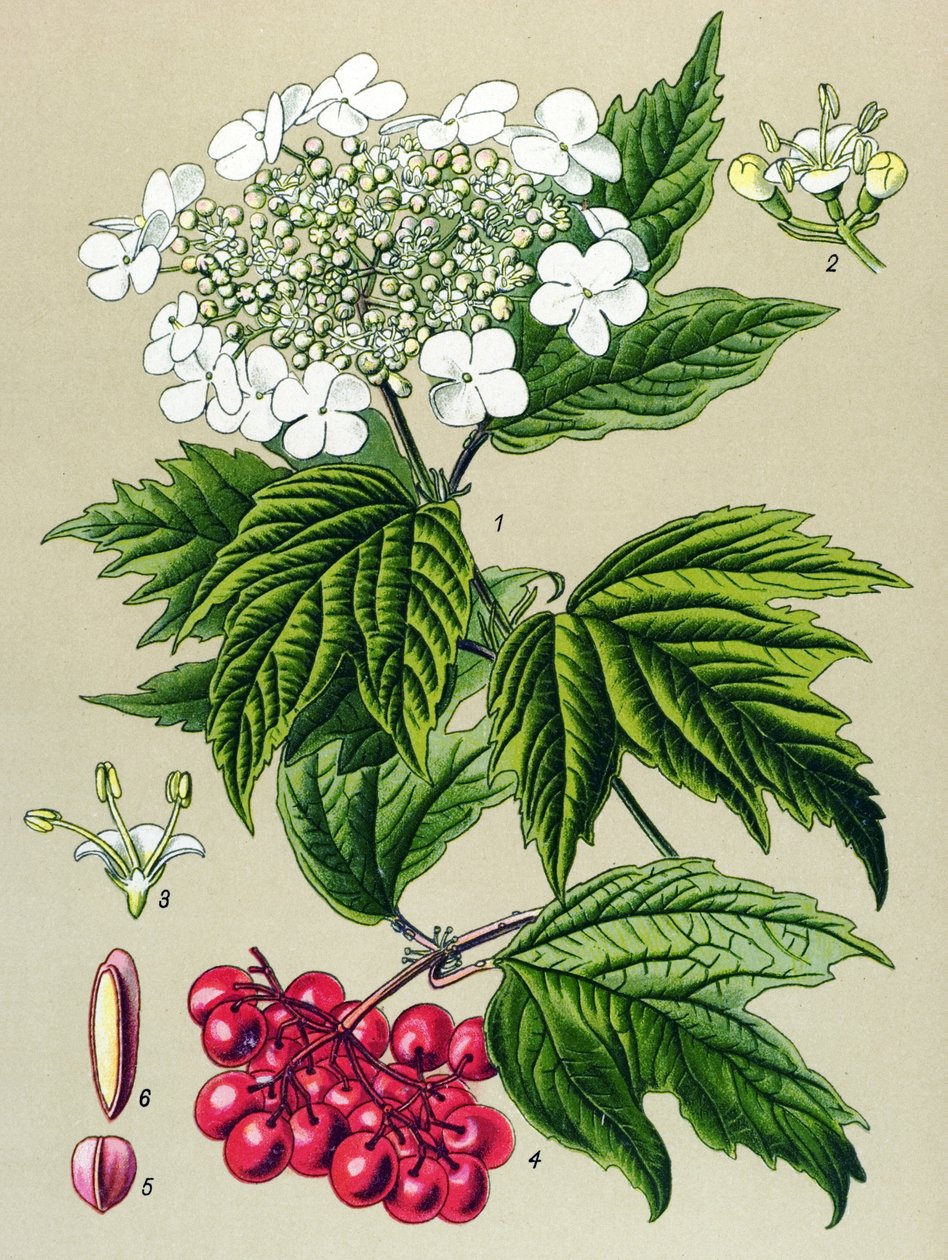 Botanikai tábla, növény: Viburnum opulus (Viburnum opulus) alkotó: Unbekannter Künstler