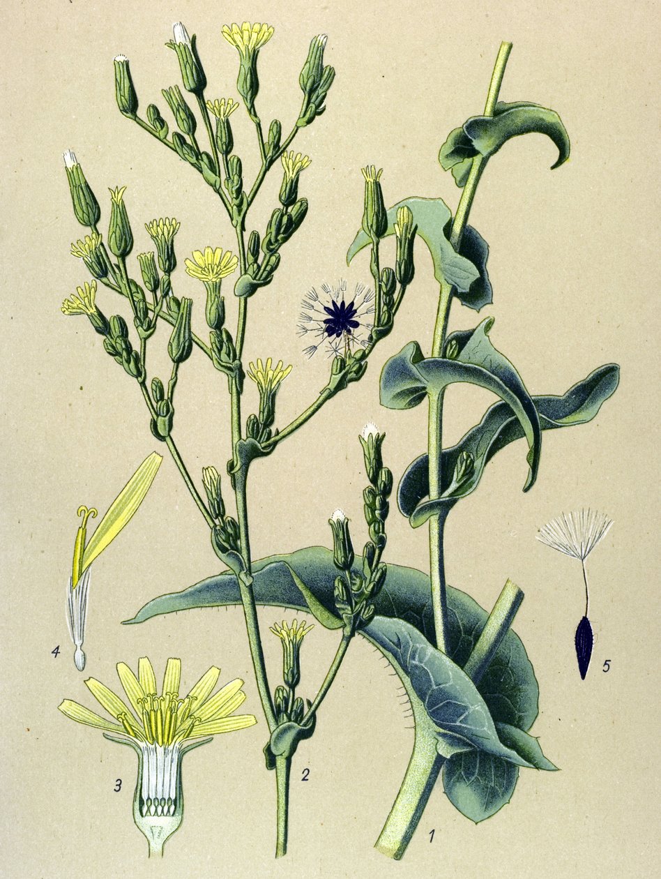 Botanikai tábla, növény: vassaláta vagy vadsaláta (Lactuca virosa) alkotó: Unbekannter Künstler