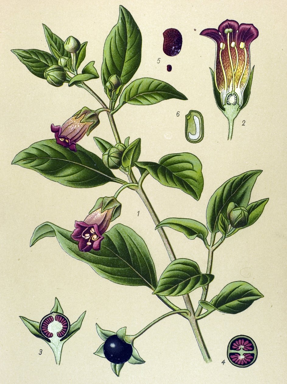 Botanikai tábla, La belladonna (Atropa belladonna) növény alkotó: Unbekannter Künstler