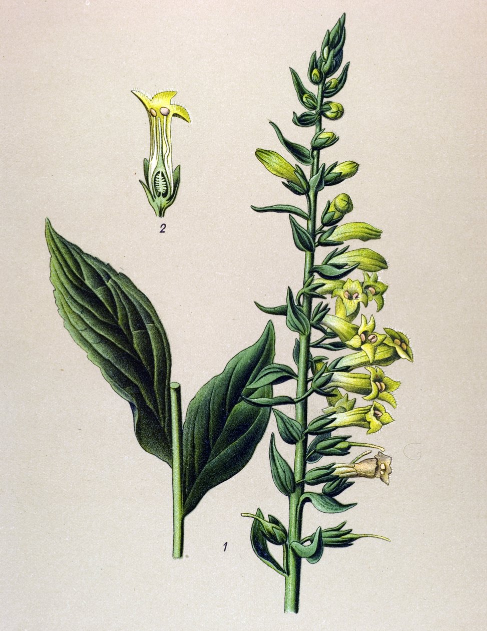 Botanikai tábla, növény: sárga vagy kicsi digitális (Digitalis lutea) alkotó: Unbekannter Künstler