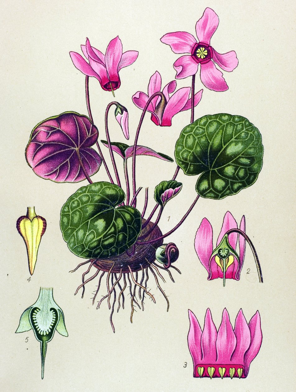 Botanikai tábla, mérgező és gyógynövény: Cyclamen purpurascens, Cyclamen europaeum alkotó: Unbekannter Künstler
