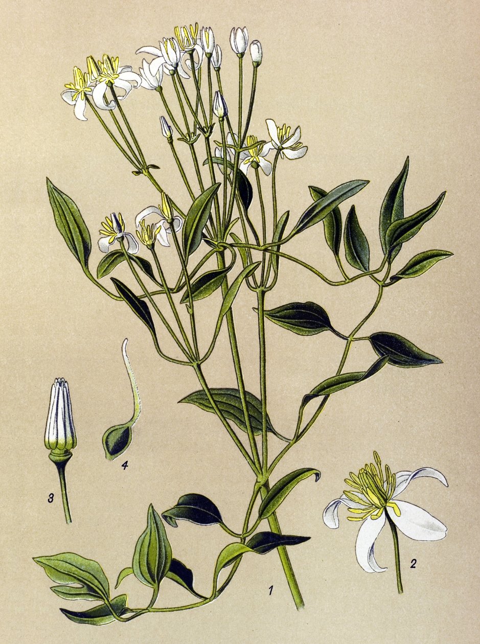 Botanikai tábla: mérgező és gyógynövény: Erect Clematis (Clematis recta) alkotó: Unbekannter Künstler