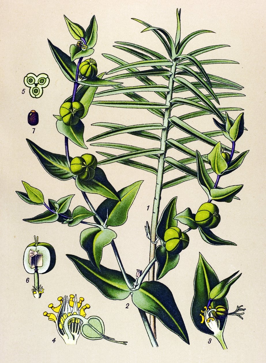 Botanikai tábla, mérgező és gyógynövény: Euphorbia epurge (Euphorbia lathyris) alkotó: Unbekannter Künstler