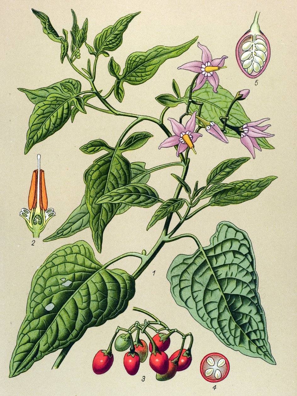 Botanikai tábla, mérgező és gyógynövény: Az édes keserű (Solanum dulcamara) alkotó: Unbekannter Künstler