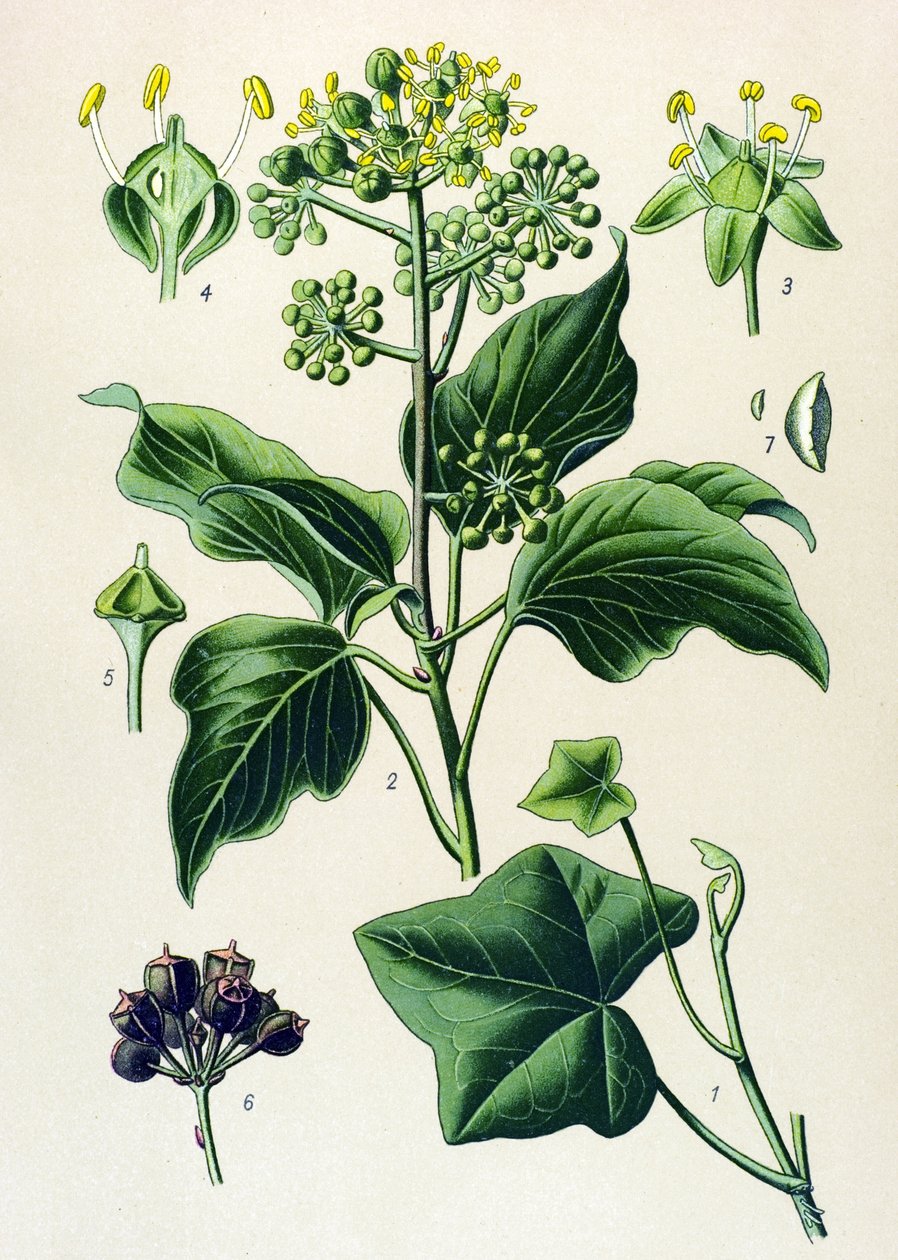 Botanikai tábla, mérgező és gyógynövény: hegymászó borostyán vagy közönséges borostyán (Hedera helix) alkotó: Unbekannter Künstler